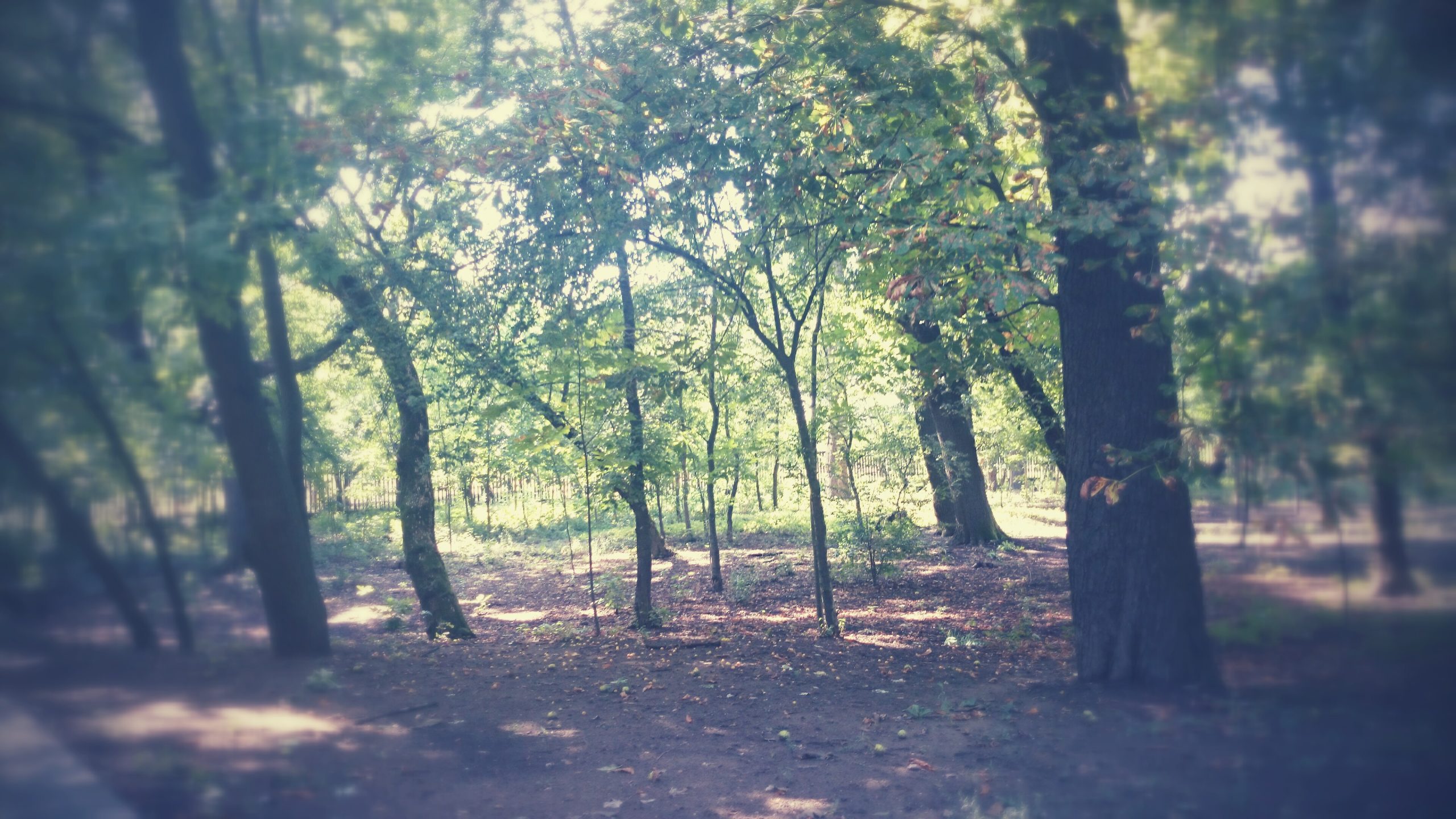 Reneszánsz